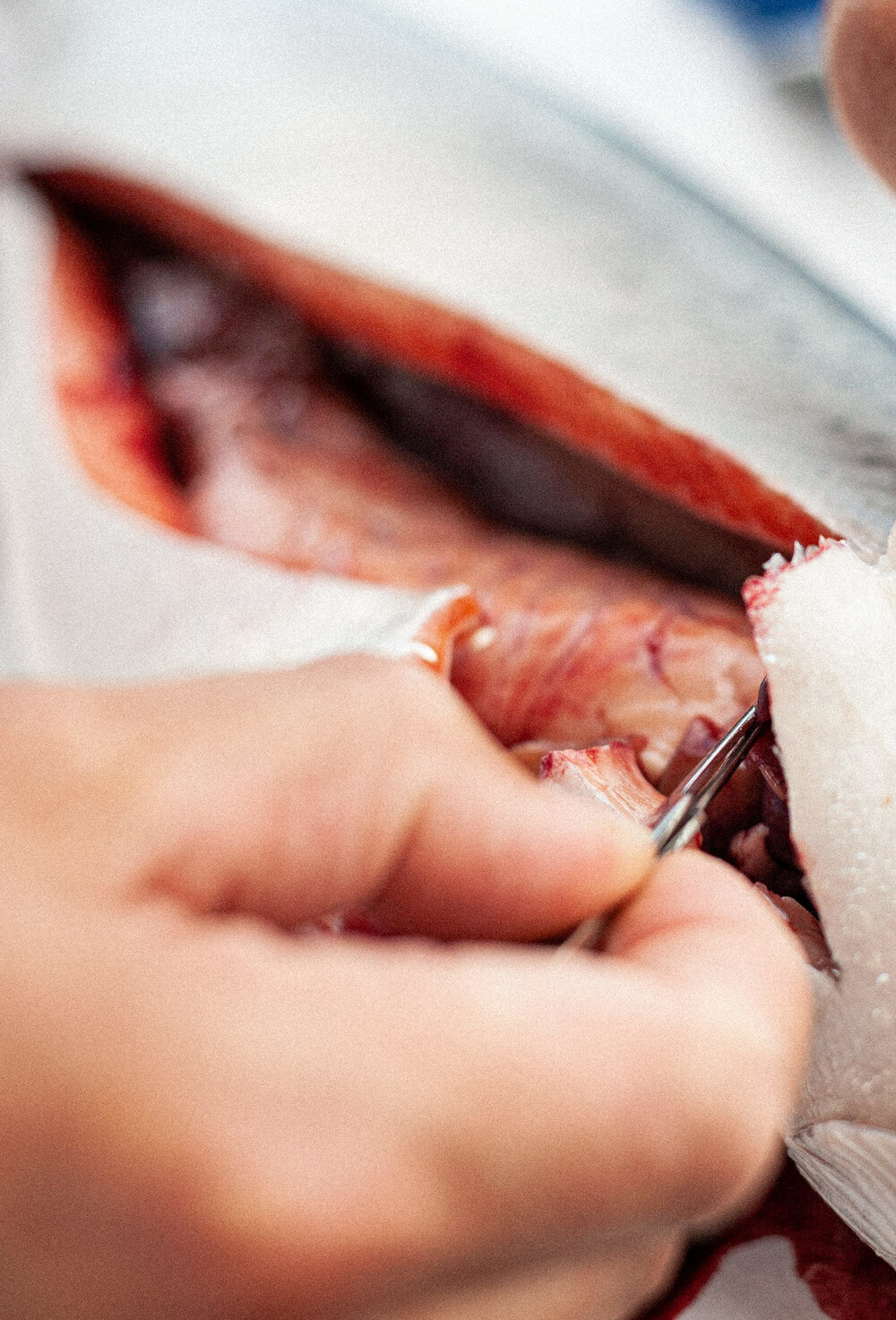 Fiskehelsebiolog tar ut vevsprøve fra en laks