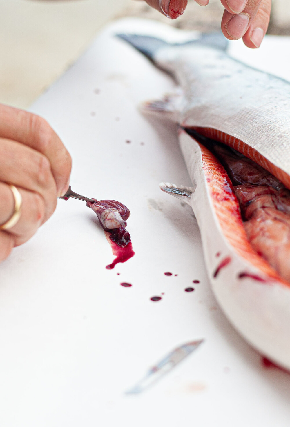 Fiskehelsebiolog tar ut vevsprøver av hjertet til en laks.